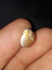 Staphylaea staphylaea