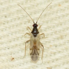 Tupiocoris rufescens