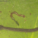Pseudobranchus striatus - Photo (c) Todd Pierson,  זכויות יוצרים חלקיות (CC BY-NC-SA)