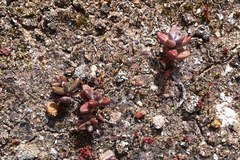 Dudleya brevifolia