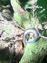 Plestiodon finitimus