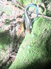 Plestiodon finitimus