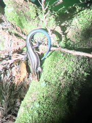 Plestiodon finitimus