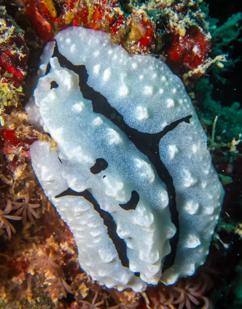 Crested Wart Slug