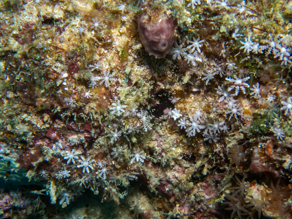 Orangaslia dipperae