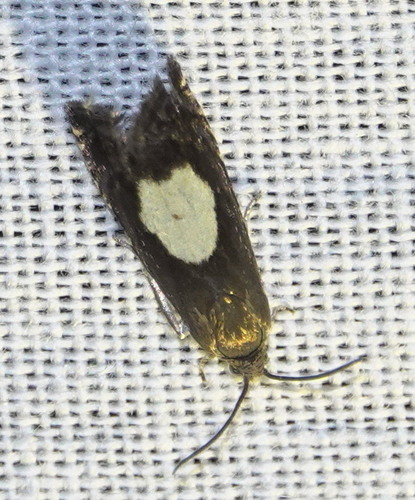 Regal Piercer, 5694 Breugel, Nederland, photo 9 of 10