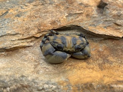 Image of Lydia annulipes