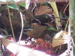 Pellorneum capistratum