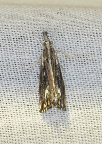 Marbled Grass-veneer, 5694 Breugel, Nederland, photo 2 of 10
