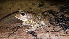Lithobates heckscheri