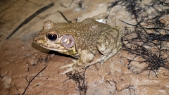 Lithobates heckscheri