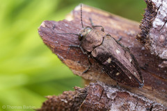 Phaenops