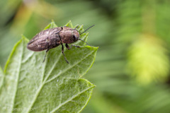 Phaenops