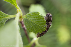 Phaenops