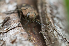Phaenops