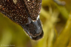 Phaenops