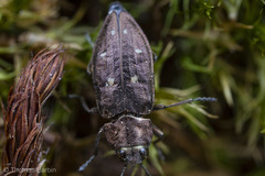 Phaenops