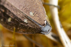 Phaenops