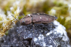 Phaenops