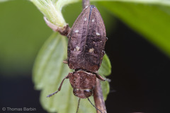 Phaenops