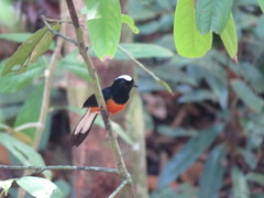 Copsychus stricklandii stricklandii