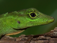 Small-Scaled Anole photo 1