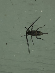 Graphisurus fasciatus