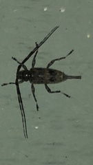 Graphisurus fasciatus