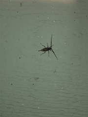 Graphisurus fasciatus