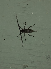 Graphisurus fasciatus