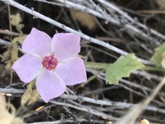 Malacothamnus foliosus