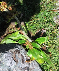 Micranthes hieraciifolia