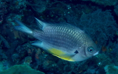 Amblyglyphidodon leucogaster