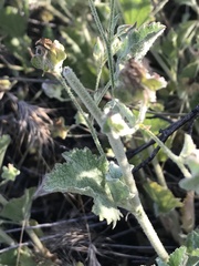 Malacothamnus foliosus