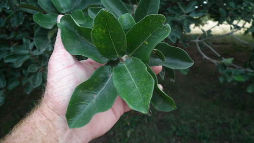 Image of Ficus stuhlmannii by (c) Shaun Swanepoel, some rights reserved (CC BY)