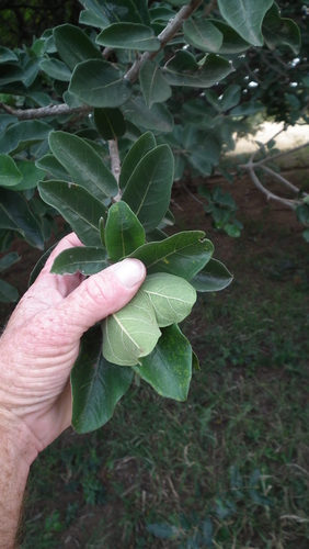 Image of Ficus stuhlmannii by (c) Shaun Swanepoel, some rights reserved (CC BY)