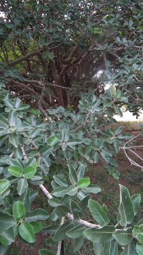 Image of Ficus stuhlmannii by (c) Shaun Swanepoel, some rights reserved (CC BY)