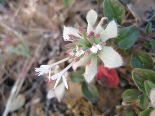 Monardella nana ssp. tenuiflora