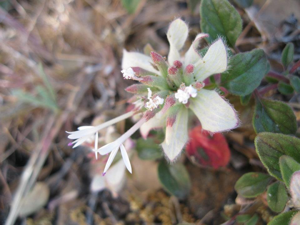 Monardella nana ssp. tenuiflora