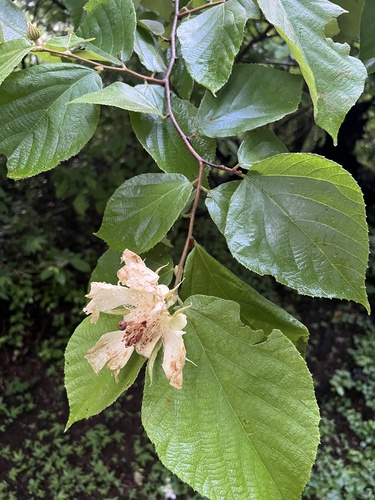 Luehea candida - Whole tree