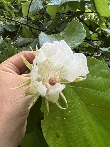 Luehea candida - Leaves