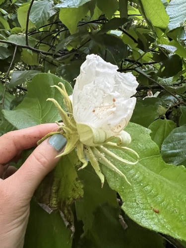 Luehea candida - Leaves