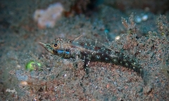 Helcogramma