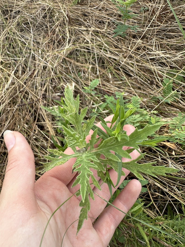 western ragweed from Lewisville Lake, Little Elm, TX, US on June 27 ...