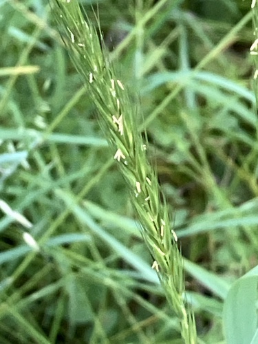 Image of Elymus glaucus by (c) Aaron Liston, some rights reserved (CC BY)