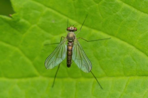 Sciapus lobipes