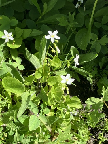 Image of Claytonia cordifolia by (c) Aaron Liston, some rights reserved (CC BY)
