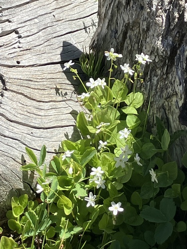 Image of Claytonia cordifolia by (c) Aaron Liston, some rights reserved (CC BY)