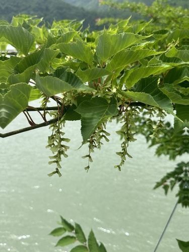 Red Snakebark Maple (Acer capillipes)