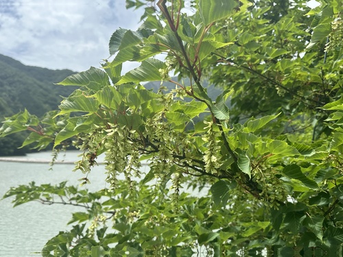 Acer capillipes, photograph 6